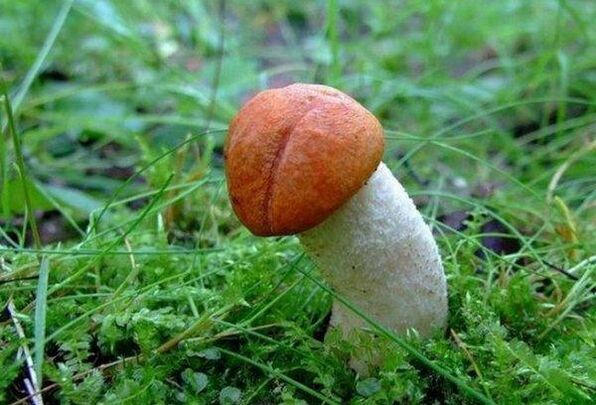 ciuperca simbolizează capul mărit al penisului